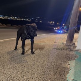 El perro en el momento del rescate. Foto: Centro de Protección Animal de Arrecife