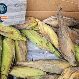 Droga oculta en piñas de millo