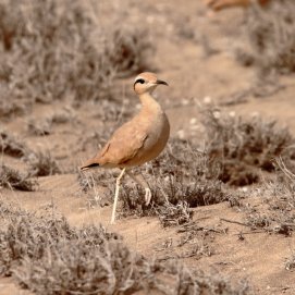 Corredor sahariano. Foto: Gustavo Tejera
