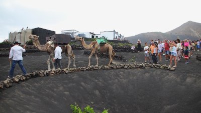 Vendimia tradicional con camellos