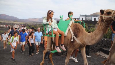 Vendimia tradicional con camellos