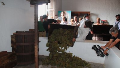 Vendimia tradicional con camellos