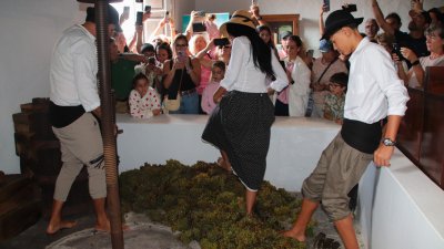 Vendimia tradicional con camellos