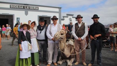 Vendimia tradicional con camellos