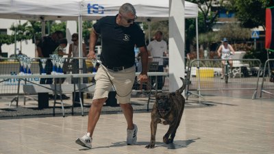 Concurso monográfico del presa canario en San Ginés, 2026