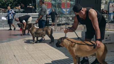 Concurso monográfico del presa canario en San Ginés, 2026