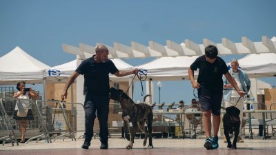 Concurso monográfico del presa canario en San Ginés, 2026