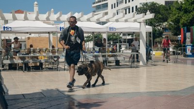 Concurso monográfico del presa canario en San Ginés, 2026
