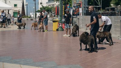 Concurso monográfico del presa canario en San Ginés, 2026
