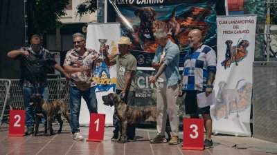 Concurso monográfico del presa canario en San Ginés, 2026