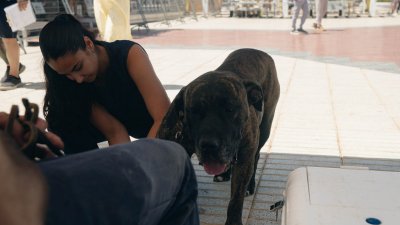 Concurso monográfico del presa canario en San Ginés, 2026