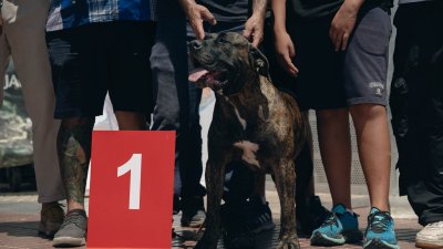 Concurso monográfico del presa canario en San Ginés, 2026