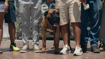 Concurso monográfico del presa canario en San Ginés, 2026
