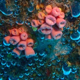 Coral sol Tubastraea coccinea. Innovación