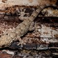 Perenquén majorero (Tarentola angustimentalis). Foto: Pexels