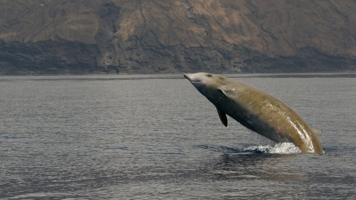 A specimen of Blainville's beaked whale on the coast of the Canary Islands. Photo: ULL.