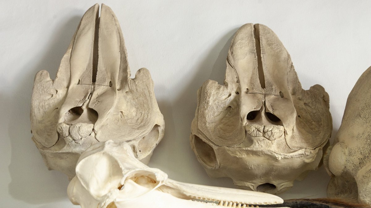 Cetacean bone remains guarded at the SECAC. Photo: Juan Mateos.