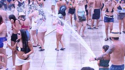 Verbena del agua en Famara, 2026