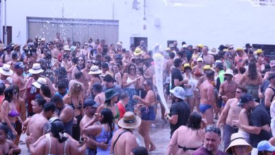 Verbena del agua en Famara, 2026