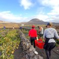 Vendimia de listán negro en el norte de la isla