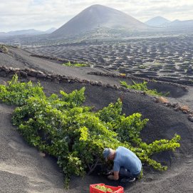 La vendimia en La Geria este 2026. Vino de Lanzarote.