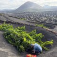 La vendimia en La Geria este 2026. Vino de Lanzarote.