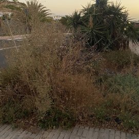 Estado de los jardines en Playa Blanca