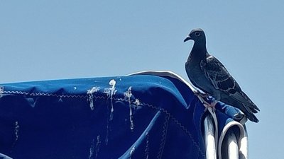 Quejas por los excrementos de las palomas en el puerto de La Tiñosa 
