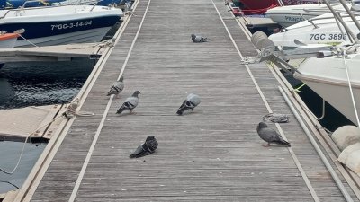 Quejas por los excrementos de las palomas en el puerto de La Tiñosa 