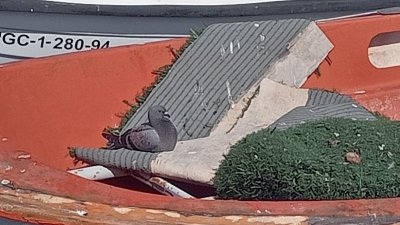 Quejas por los excrementos de las palomas en el puerto de La Tiñosa 