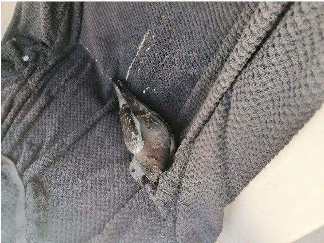 Quejas por los excrementos de las palomas en el puerto de La Tiñosa 