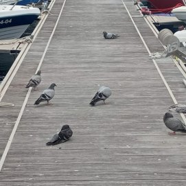 Palomas en un pantalán del puerto de La Tiñosa 