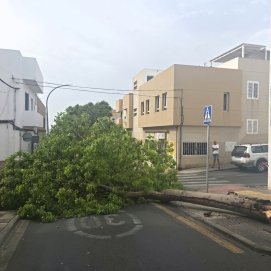 Árbol caído en Arrecife. Foto: La Voz