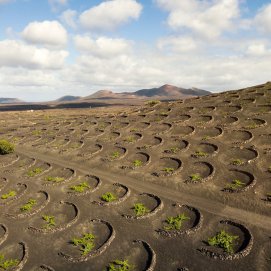 Viñas cultivadas en hoyos en La Geria
