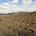 Viñas cultivadas en hoyos en La Geria