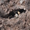 Imagen de la cría de guirre y sus progenitores. Foto: Parque Nacional de Timanfaya