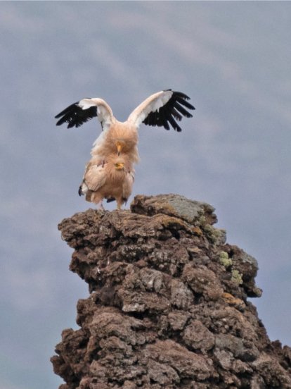 Cría de guirre y sus progenitores. Foto: Parque Nacional de Timanfaya