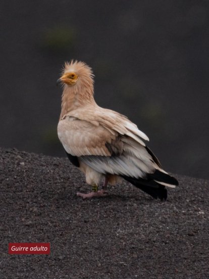 Cría de guirre y sus progenitores. Foto: Parque Nacional de Timanfaya