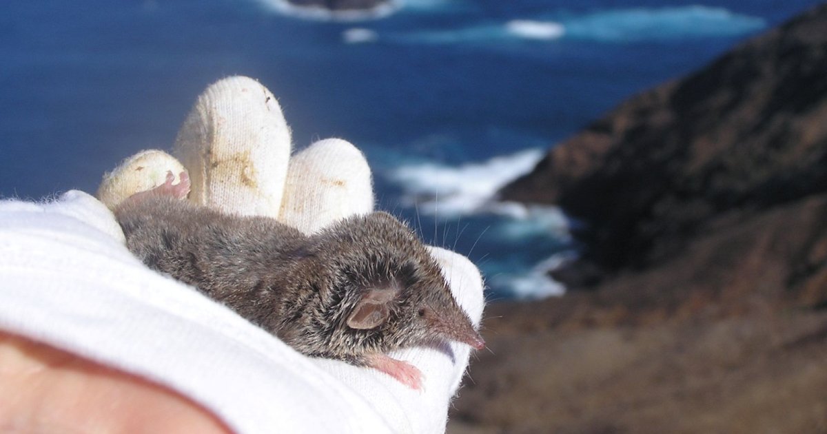 The secret of the Canary shrew: 2 years of research reveal its future