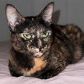 La gata Sirius desaparecida en Arrecife