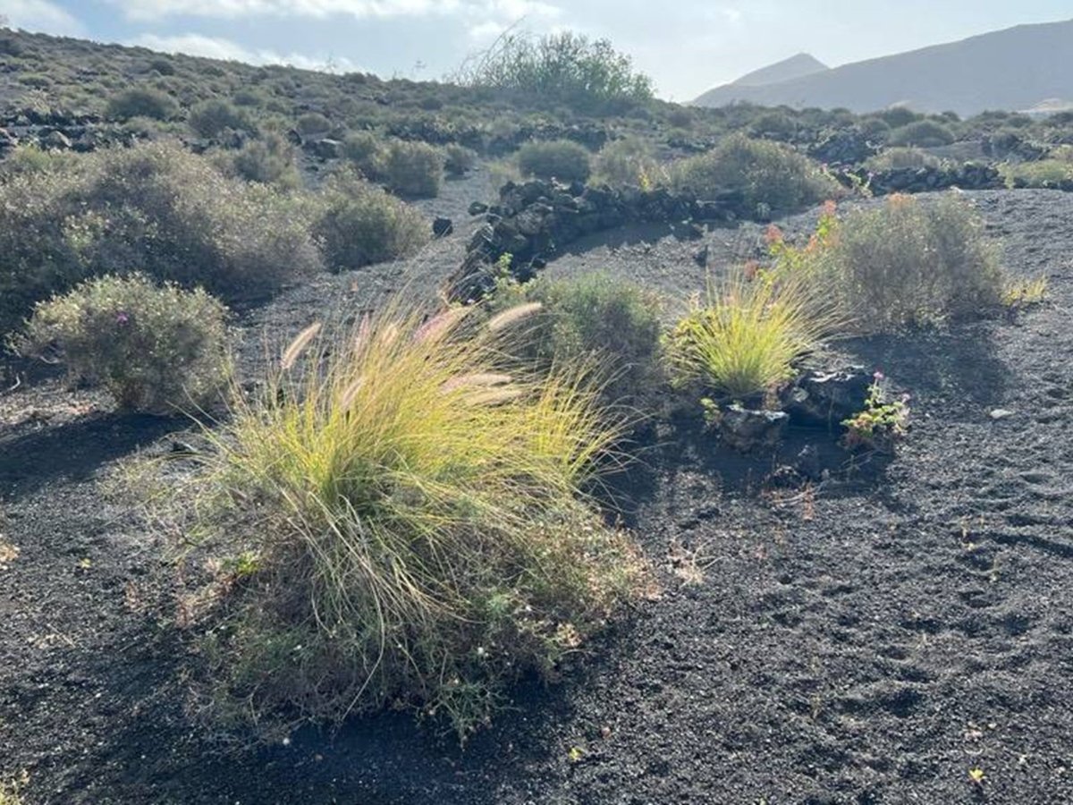 Rabo de gato creciendo en mitad de unas aulagas en Lanzarote. Foto: RedEXOS Rabo de gato creciendo en mitad de unas aulagas en Lanzarote. Foto: RedEXOS