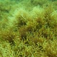 Imagen de archivo 4 de poblaciones de Gongolaria abies marina o mujo amarillo, una macroalga parda, en Salinetas, Telde (Gran Canaria). Autor José Valdazo