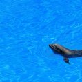 Delfín en un zoológico