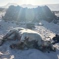 Buey muerto encontrado en el norte de Lanzarote