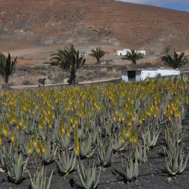 Cultivo de aloe vera en Lanzarote.