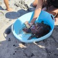 Tortuga rescatada en Caleta de Caballo