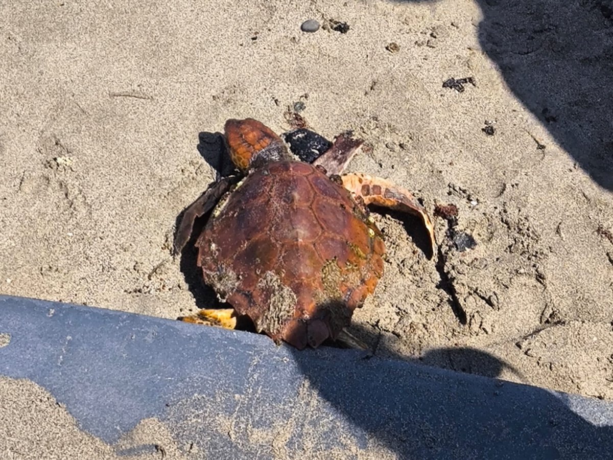 Tortuga rescatada en Caleta de Caballo Tortuga rescatada en Caleta de Caballo