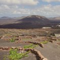 Cepas de Bodegas Timanfaya en Lanzarote. Imagen: redes sociales