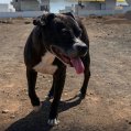 Perro desaparecido 'Nala' 