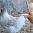 Gallinas